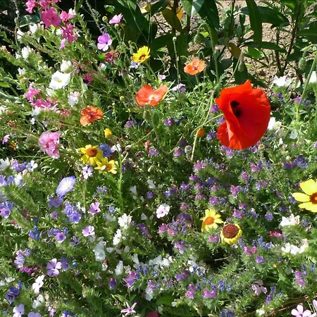 Peterberg 22, 45qm Apartment Kirchzarten